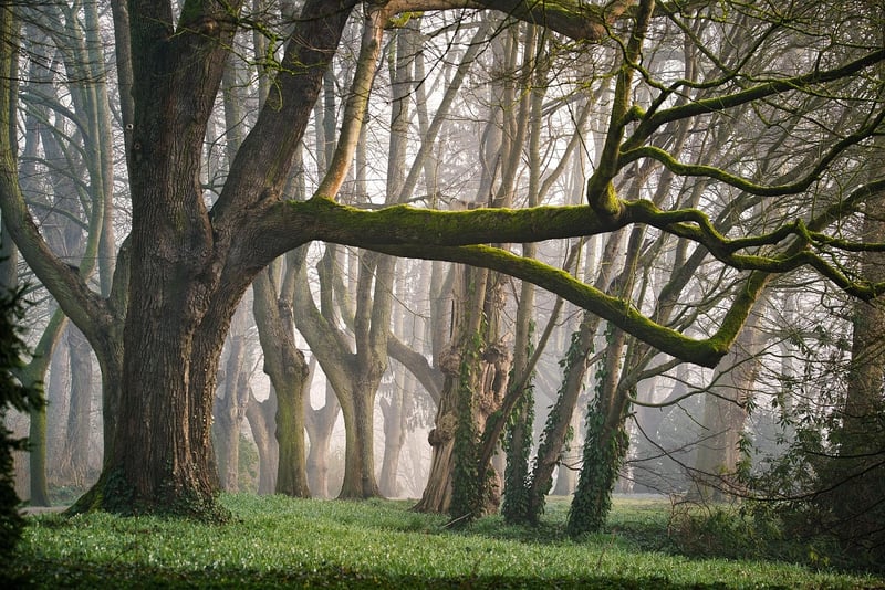 Enchanted fairy inhabitants