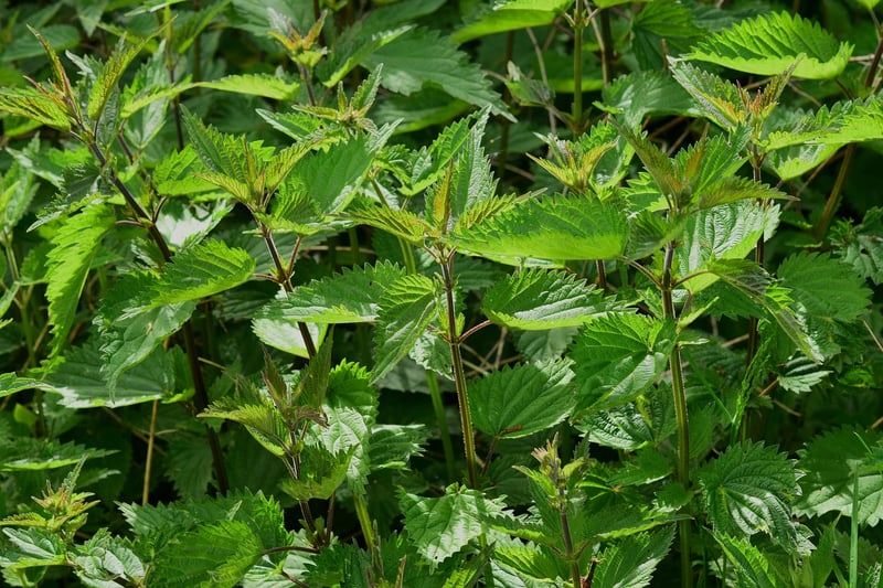 Magical herb lore